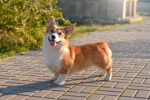 -= corgi club =-