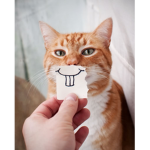 jhbvsdbk