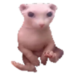 Compressed Bingus