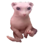 Compressed Bingus