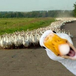The Crazy Ducks