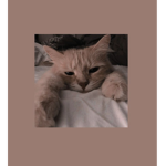 —cats—