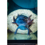 The True Axolotl Cult
