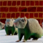 Group with rat
