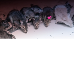 RATS FAMILY GRR