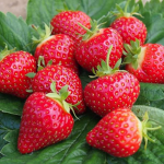 raspberry's and friends!