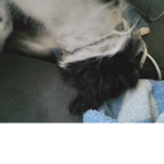 What the da dog doing bruh