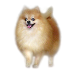 Puppy Fan Group! <3