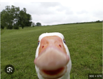 Your Local Goose/ Duck News
