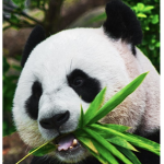 Hungry Panda Productions