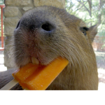 CapyBaraPlays Group