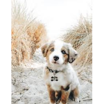 Dog fans only (no cats aloud )