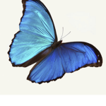 Butterfly Dreaming Group