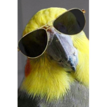 Spiked Hawk YT fan group