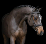 Honey Oak Stables