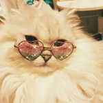 Gattine_Rosa