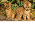 FOREVER LYNX!