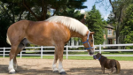 The Horse and Pony squad