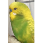 BUDGIES ARE GO! Giveaway Group!