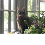 Society of Kitty Kats
