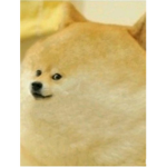 댕댕파그룹
