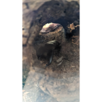 Giant Stag Beetle
