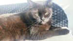 Team Foxy cat
