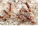 The Great Ant Revolution