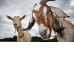 The Goat People just different