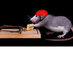 ratatoulie gang