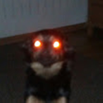 demon red eyes dog