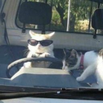 Dozy Squad
