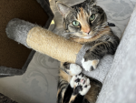 Kitty catter Group (KCG)