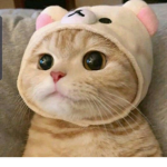 도현이와 친구들