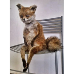 MR.FOX OREOZ GROUP