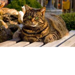 Loretta Cat Fan's