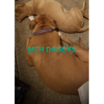 I LOVE DOGSSSSS