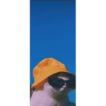 Bucket hat and glasses cat