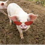 Fat Pig Cult