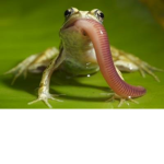 konnaarmy