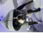 animals_squad!