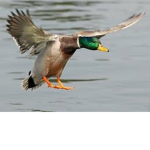 flying duck in the airrrrr