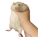 rat cult of robloxia!
