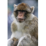 monkey_colt
