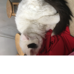 George kitty solo united kitty team