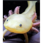 The axolotl helpers HELP EM