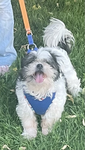 Who loves ShihTzus!?