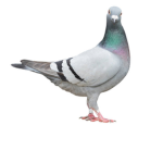 The pigeons!!!