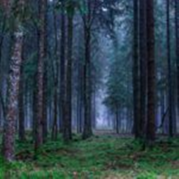 Perdidos en el bosque