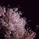 パク·ヒジョン